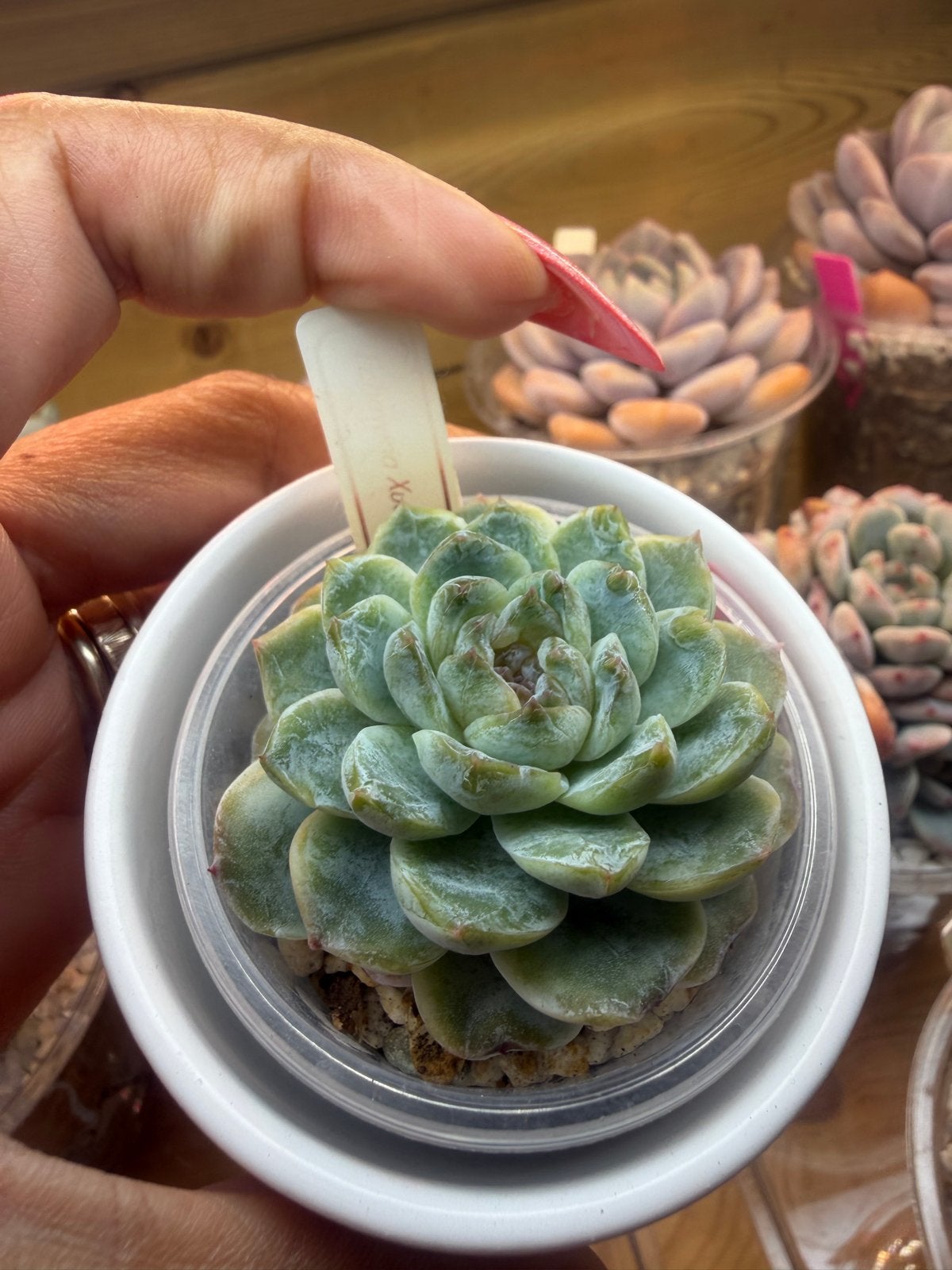 Echeveria Xue Yan 6cm - Prachtige Succulent, Overige soorten, Volle zon, Vaste plant, Verzenden