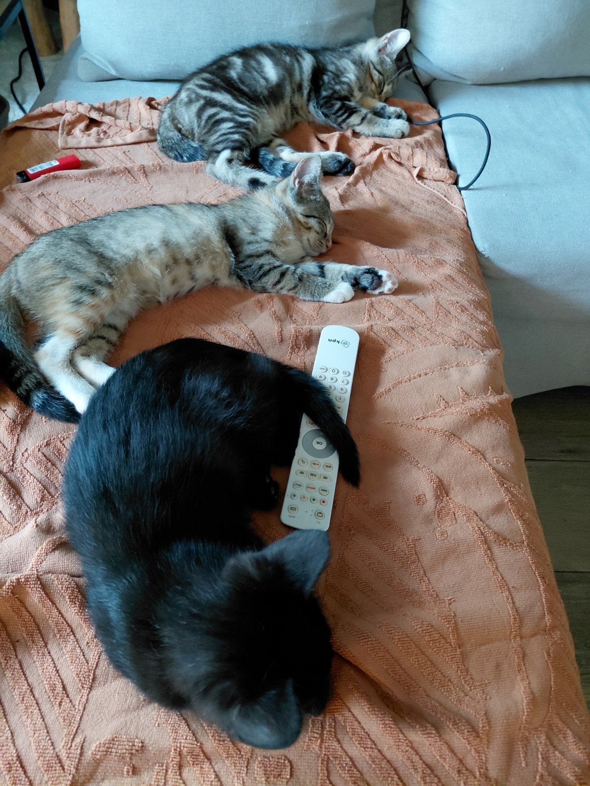 Mooie kittens, Dieren en Toebehoren, Katten en Kittens | Overige Katten, Meerdere dieren
