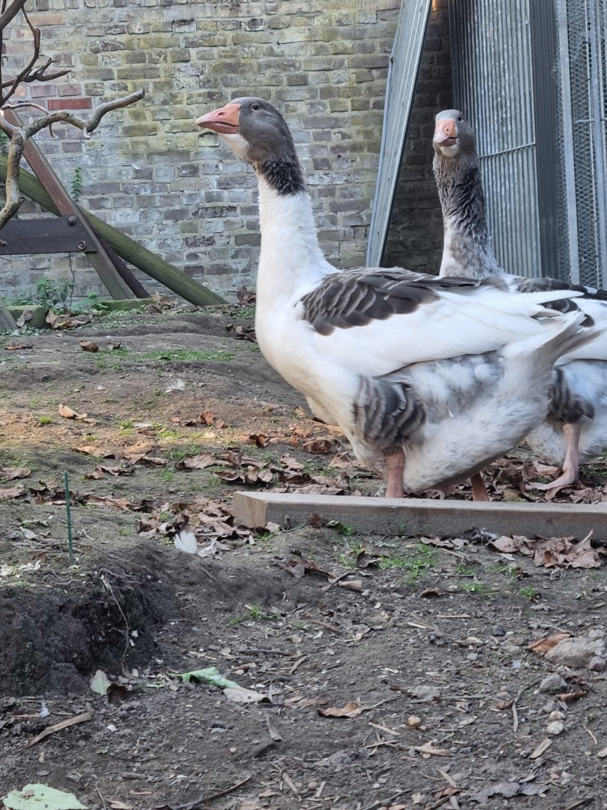 ganzen 6 maanden, Dieren en Toebehoren, Vrouwelijk, Gans of Zwaan