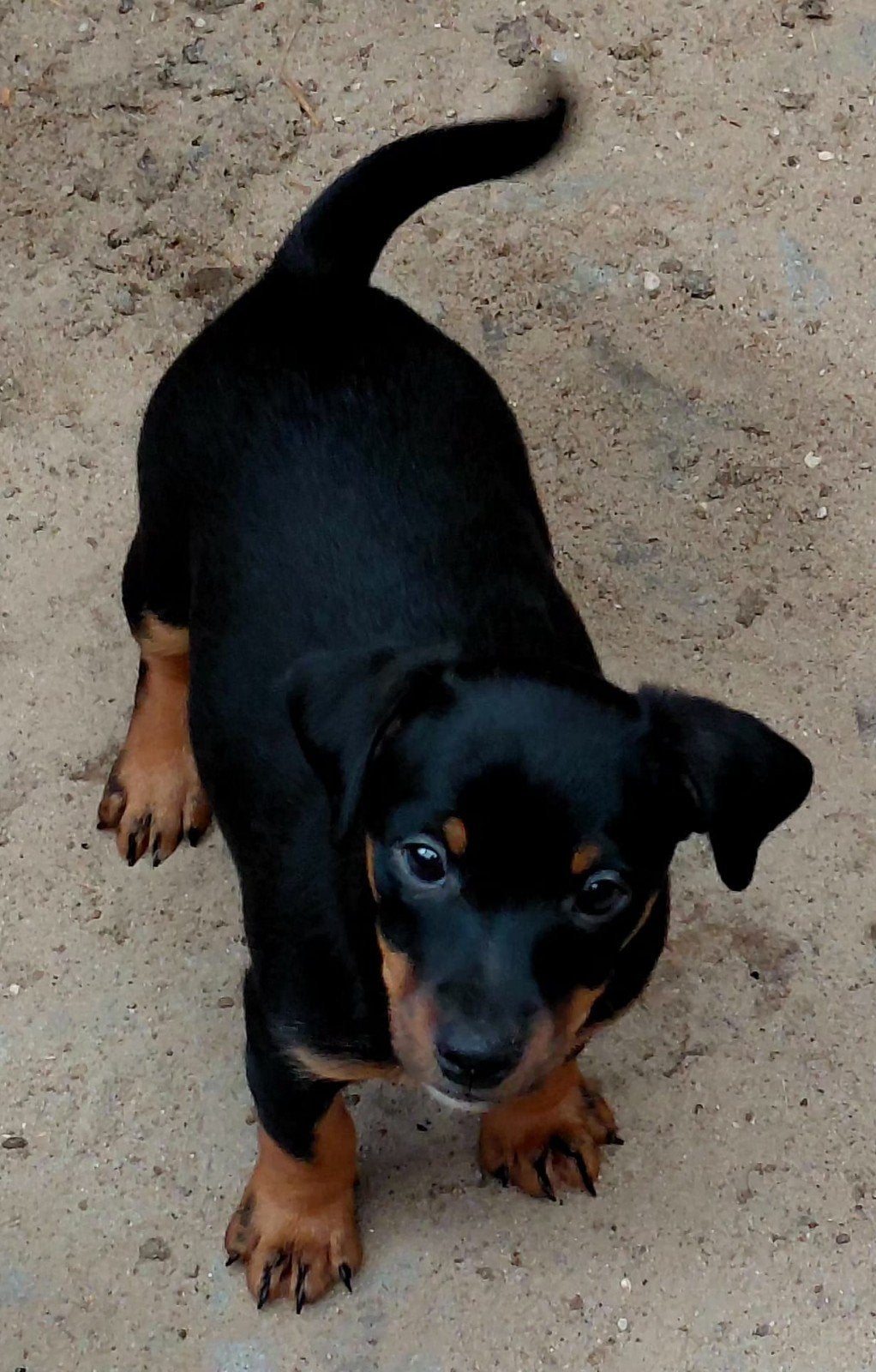 Mooie Jack Russel pups, laatse reutje, Jack Russell Terriër, 8 tot 15 weken, Meerdere, Meerdere dieren