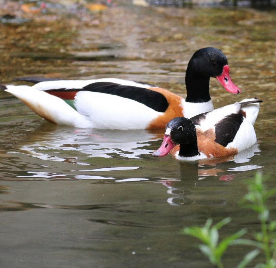 Diverse watervogels / sier eenden en ganzen te koop, Dieren en Toebehoren, Meerdere dieren, Gans of Zwaan