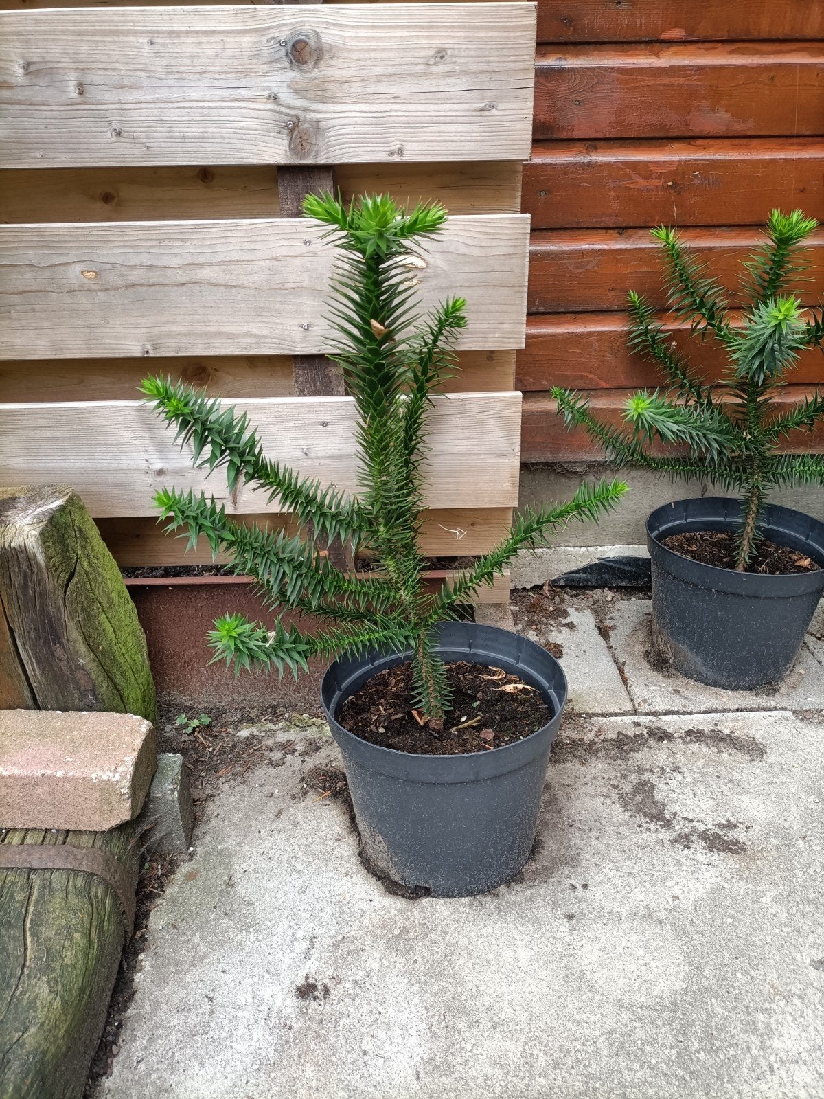 Apenboom (Araucaria araucana) - 70 cm hoog, Ophalen of Verzenden, Overige soorten, Struik, Minder dan 100 cm