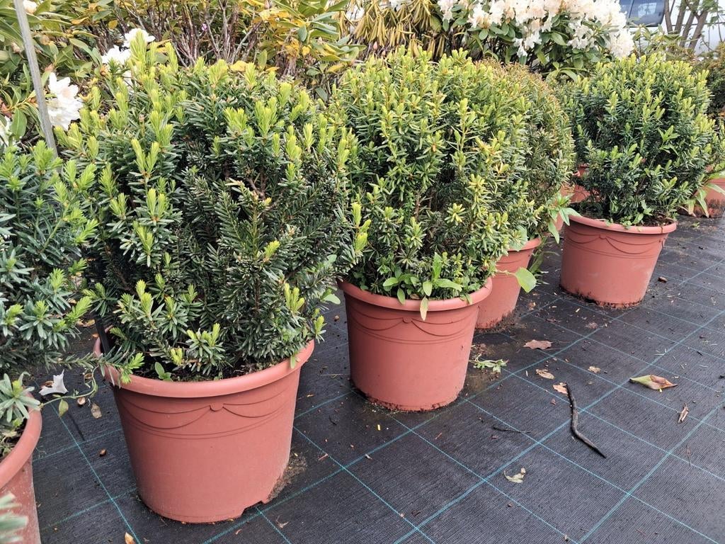Taxus bollen in pot - Groenblijvende bollen, Tuin en Terras, Ophalen of Verzenden, Bloeit niet, Overige soorten, Halfschaduw