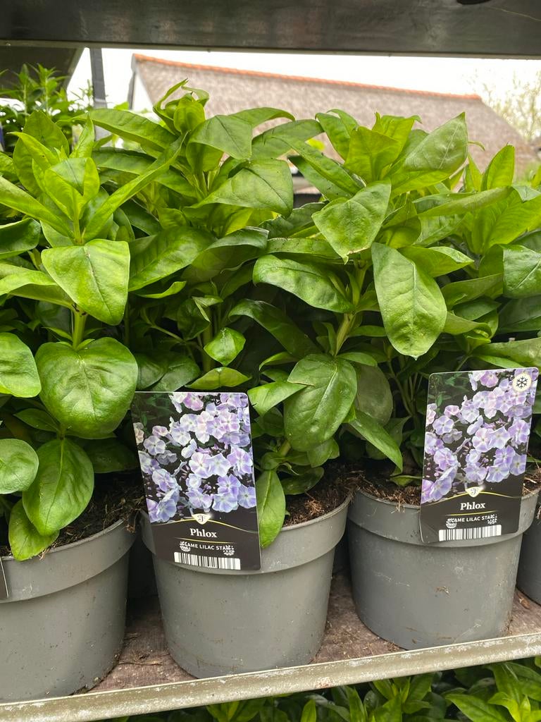 Phlox flame lilac star en phlox flame pink eye, Ophalen, Eenjarig, Overige soorten, Volle zon