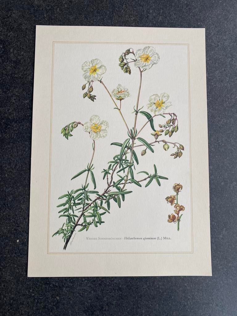10 prenten struiken/ bomen 19x27 cm samen 20 euro oa iep, Ophalen of Verzenden, Natuur en Biologie