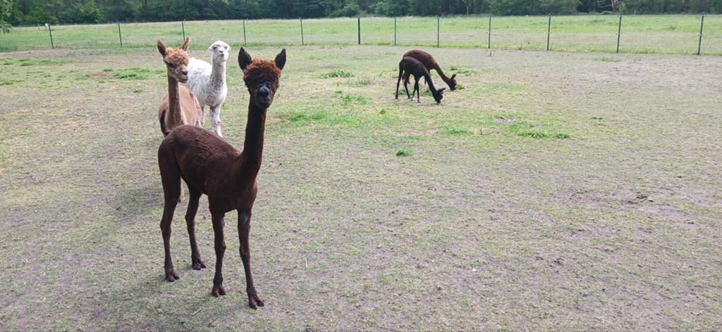 Alpaca 5 merries alle leeftijden, Dieren en Toebehoren, Merrie, Recreatiepaard, 0 tot 2 jaar