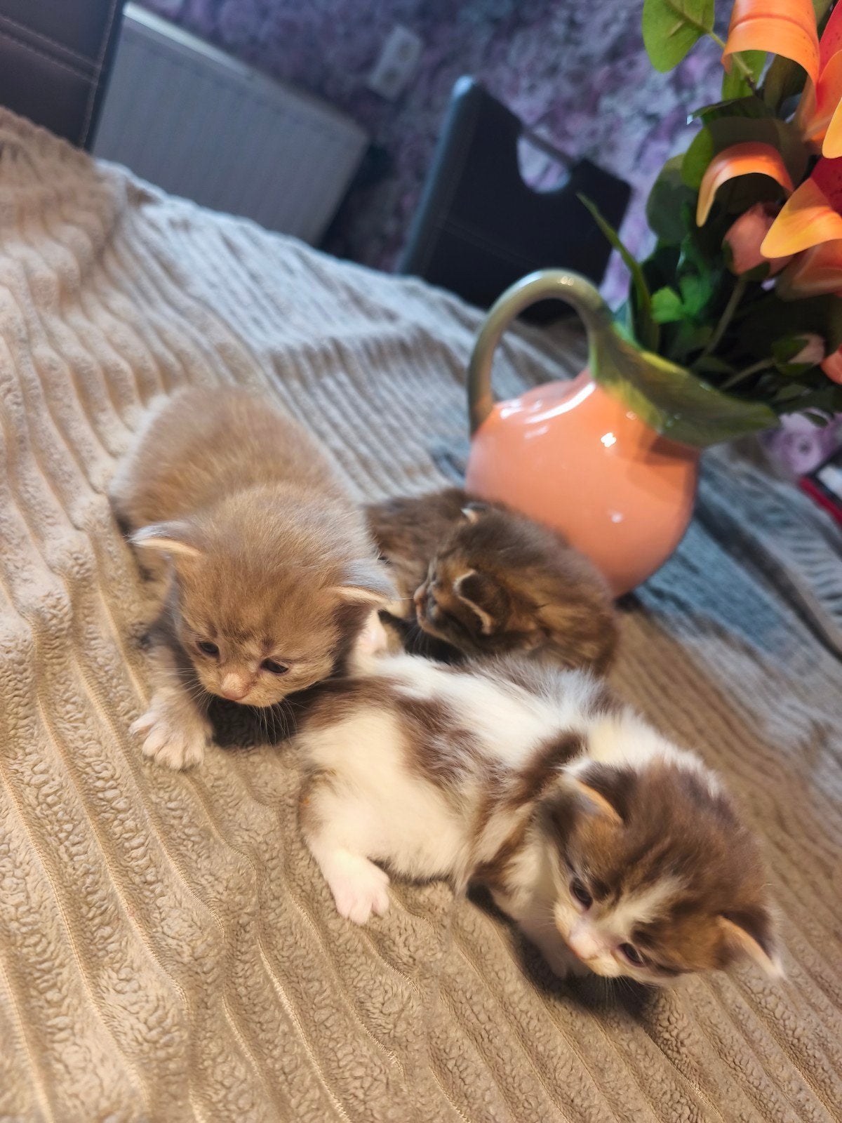 Maine Coon kittens, Dieren en Toebehoren, Meerdere dieren, Gechipt, 0 tot 2 jaar