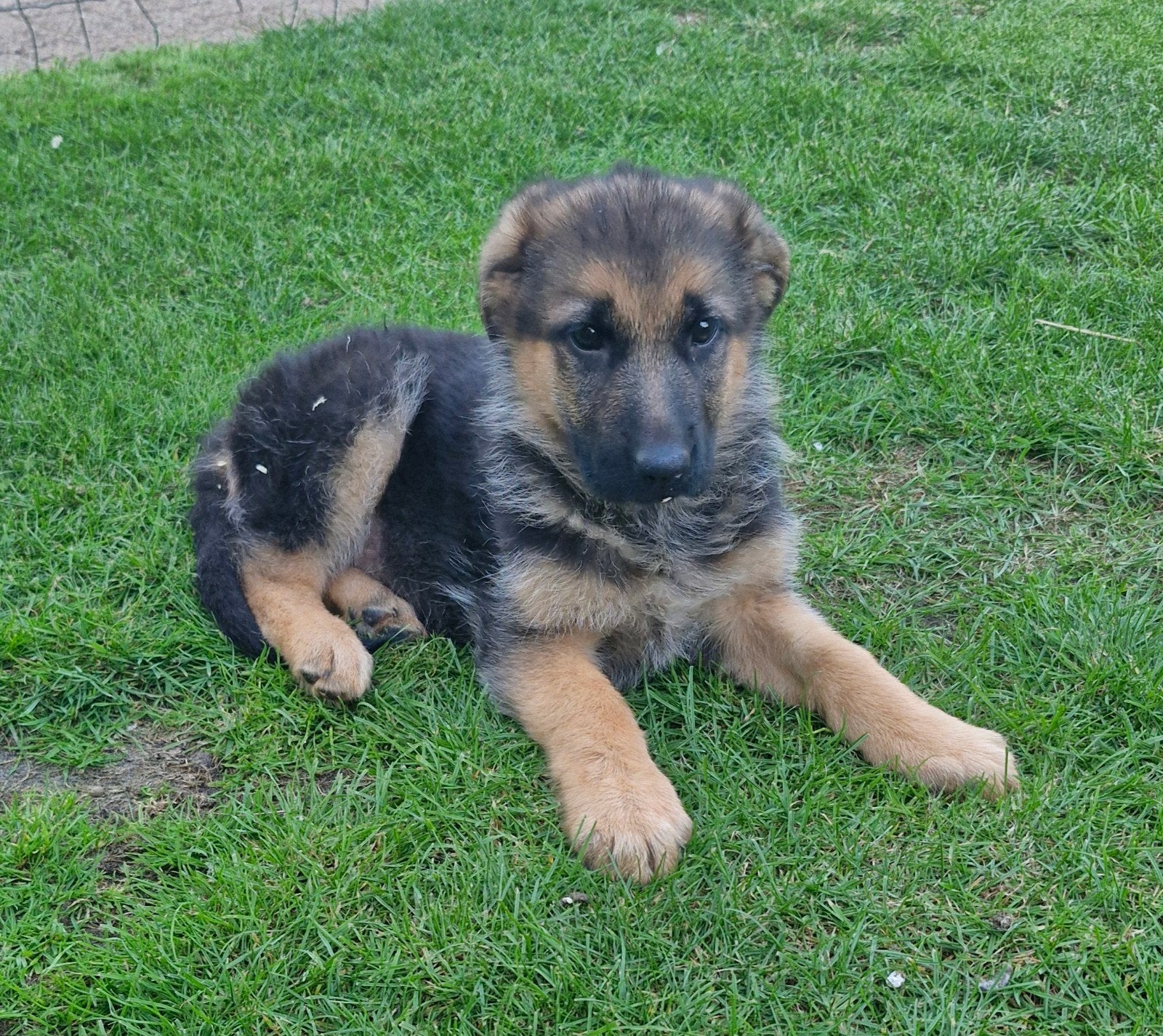 Oud duitse herderpup Duitse herder pup, Parvo, 8 tot 15 weken, Meerdere, Meerdere dieren
