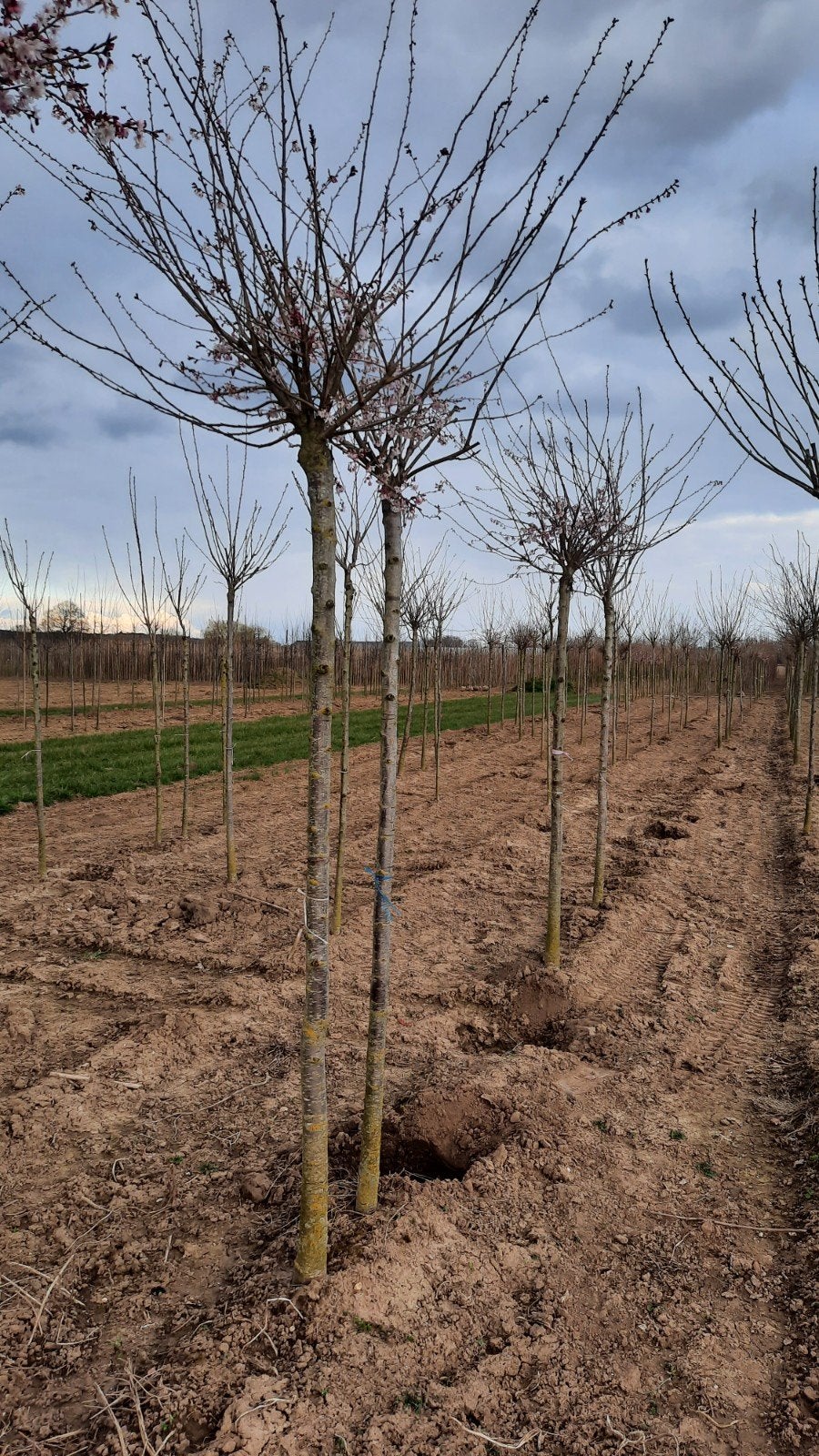 Prunus subhirtella 'Autumnalis Rosea' 🌺🌿(roze winterkers), Ophalen, Lente, Volle zon, Overige soorten