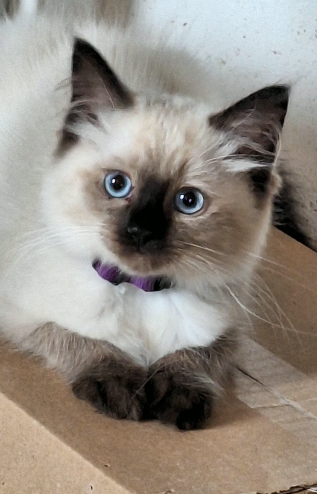 Nog super knappe Ragdoll poes, Dieren en Toebehoren, Katten en Kittens | Raskatten | Langhaar, Poes, Gechipt