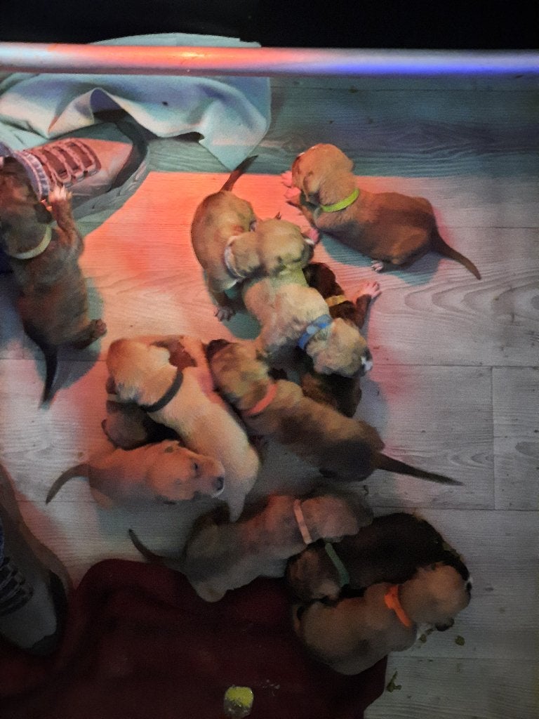 boerboel x amerikaanse stafford pups, Overige rassen, CDV (hondenziekte), 8 tot 15 weken, Meerdere
