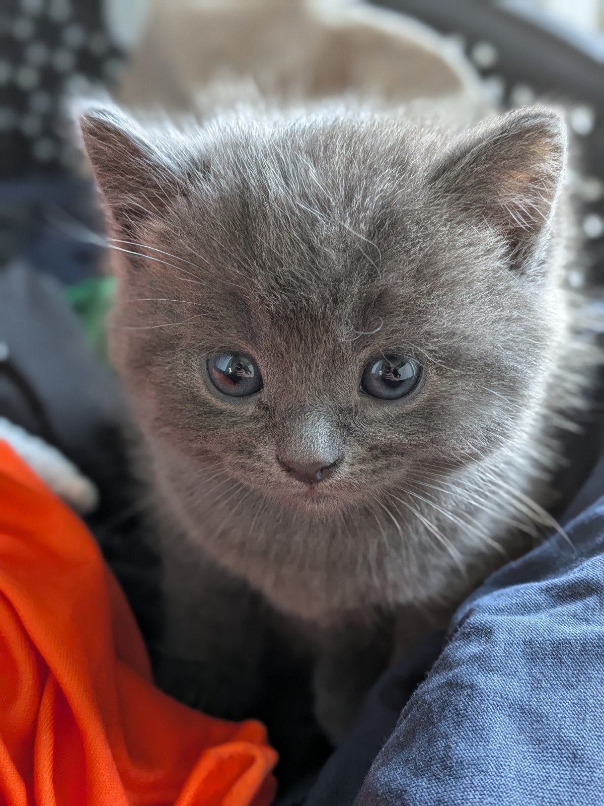 3 kittens, Meerdere dieren