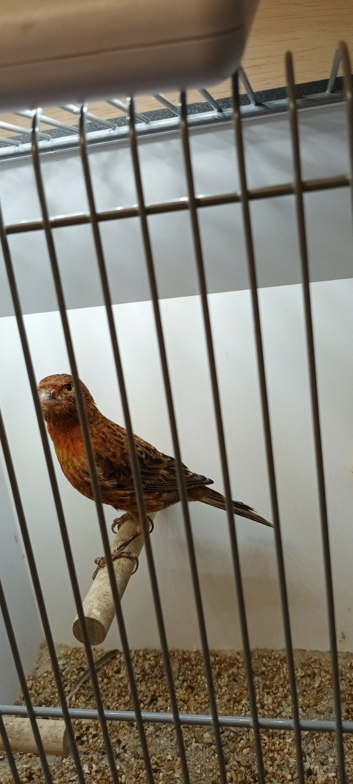 kanarie lizard rood, Dieren en Toebehoren, Mannelijk, Kleurkanarie