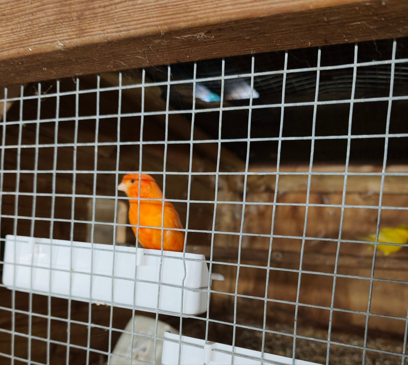 Trio rode kanaries, Dieren en Toebehoren, Meerdere dieren, Kleurkanarie