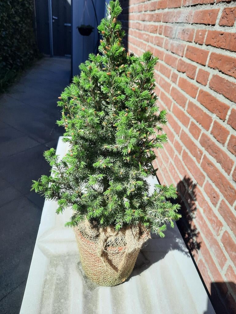 Picea, Ophalen, Bloeit niet, Halfschaduw, Overige soorten