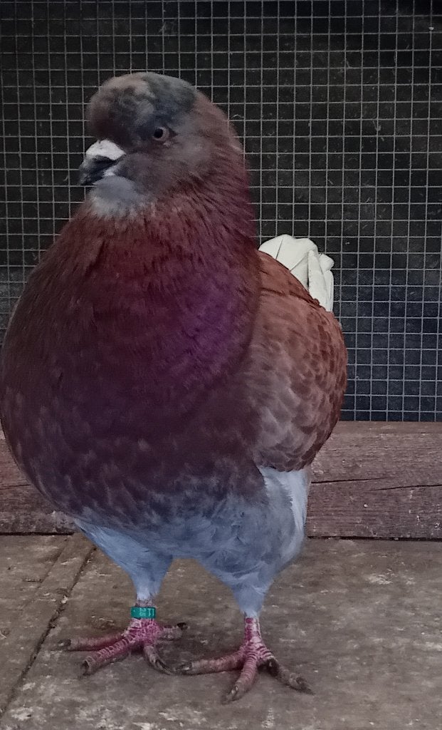 Kingduiven, Dieren en Toebehoren, Vogels | Duiven, Meerdere dieren, Overige soorten