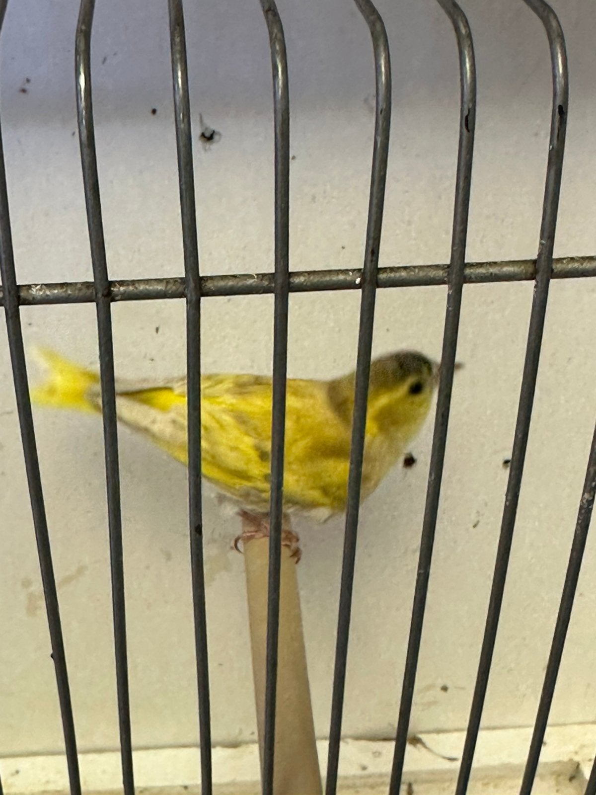 Jonge Europese sijsen, Mannelijk, Wildzangvogel