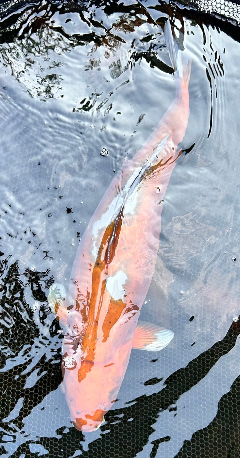 Doitsu Ochiba – 60 cm– certificaat €1360, Karper of Koi