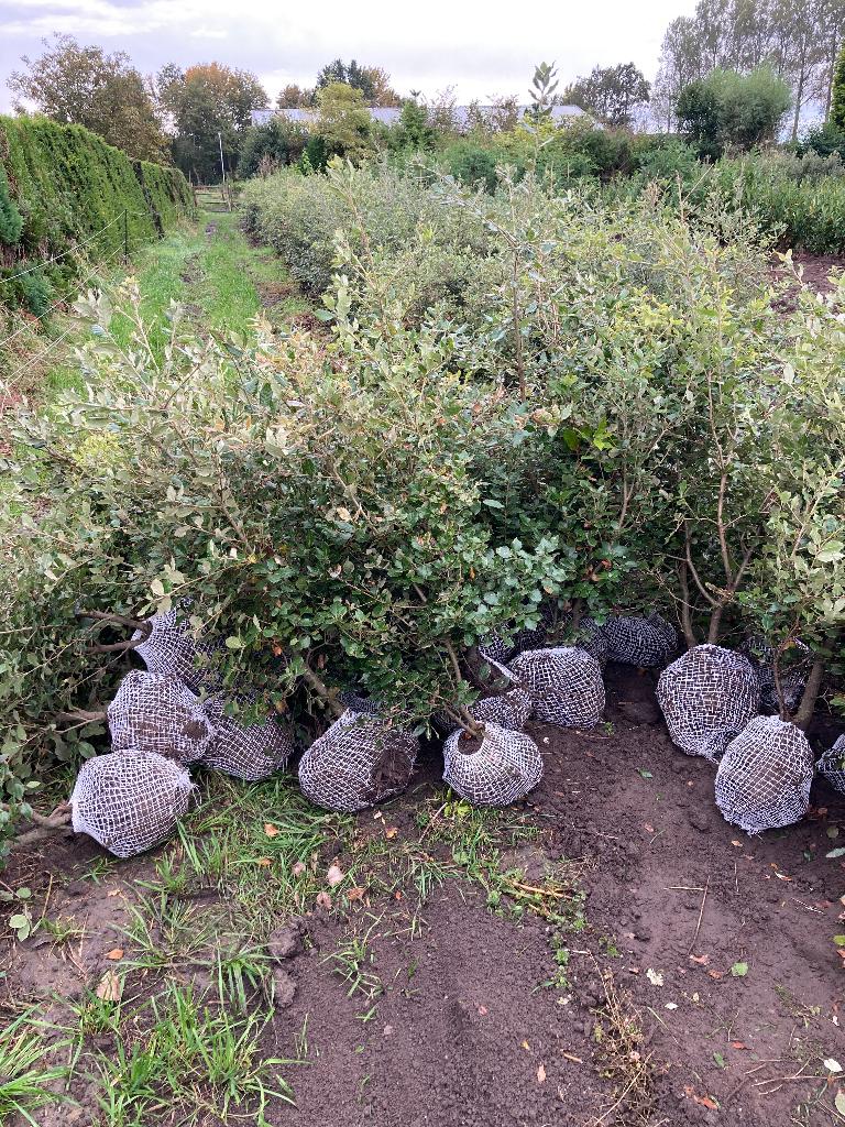 Steeneik voor een haag (quercus ilex), Tuin en Terras, Ophalen, Overige soorten, Haag, 100 tot 250 cm