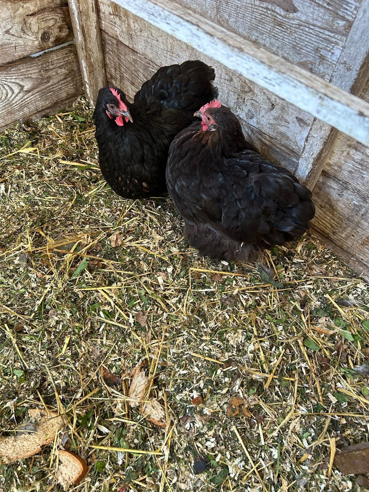 2 Orpington Krielkippen, Dieren en Toebehoren