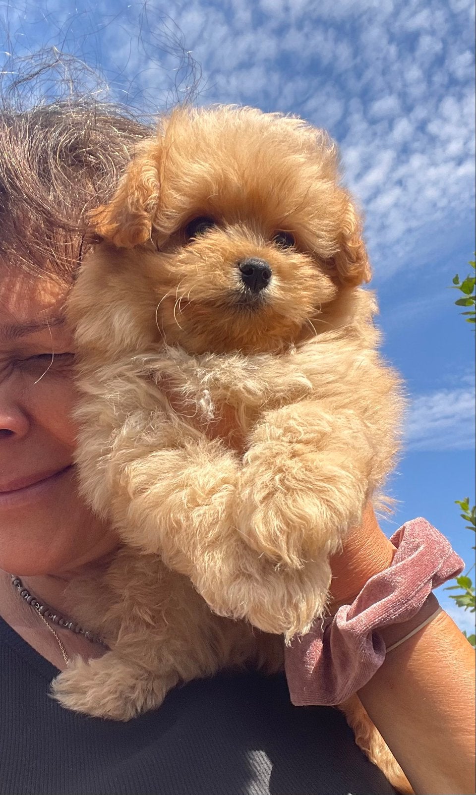 Prachtige pomapoo pups, Parvo, Keeshond, 8 tot 15 weken, Meerdere