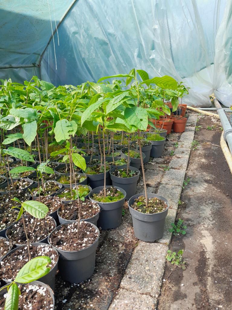 Asimina Triloloba pawpaw, Ophalen, Overige soorten, Volle zon