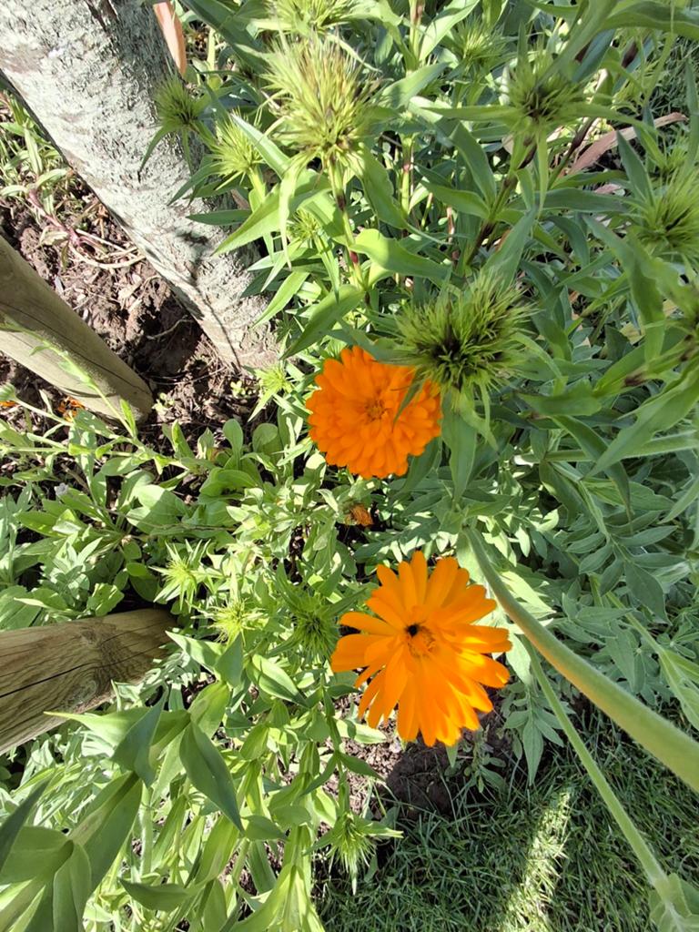 Goudsbloem, Ophalen of Verzenden, Volle zon