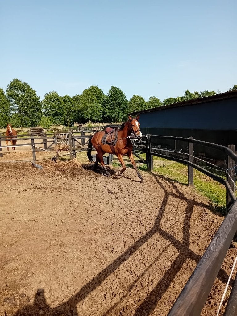 paard te koop, Dieren en Toebehoren, Springpaard, Ruin, Niet van toepassing, 3 tot 6 jaar