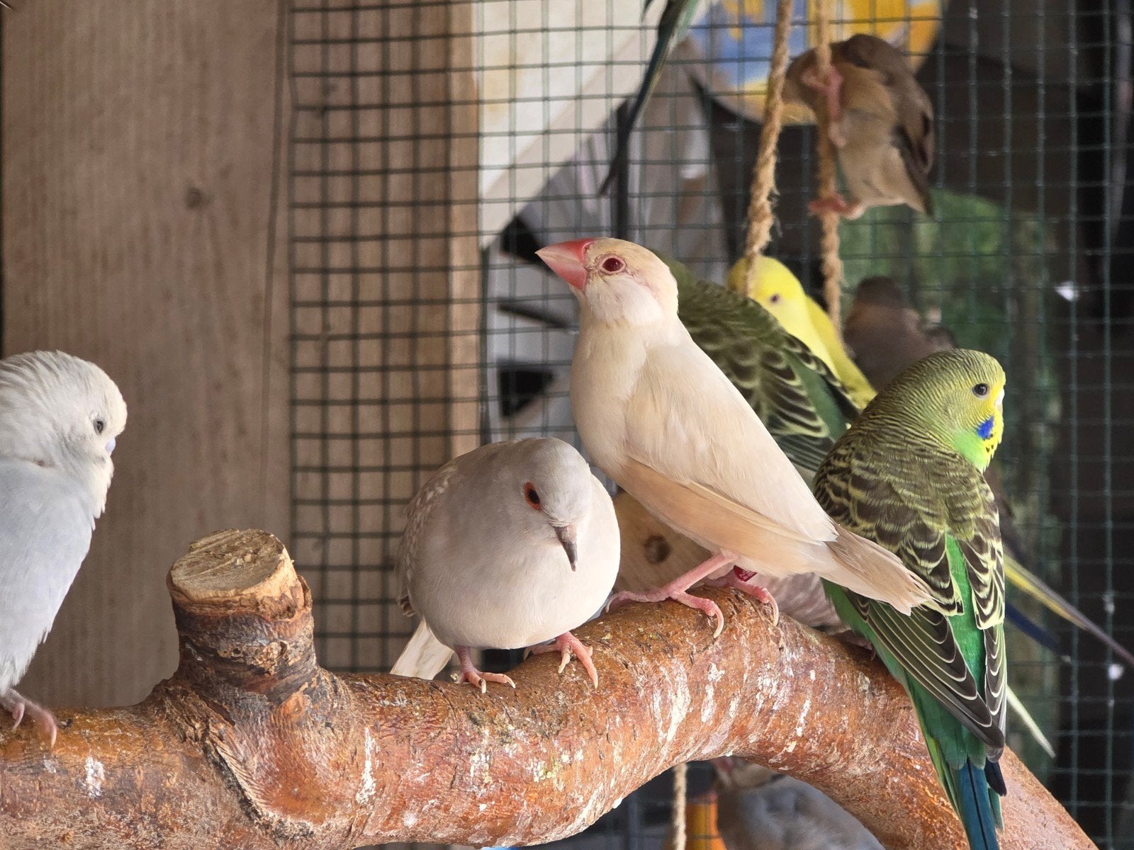 5 jonge rijstvogels nog niet op kleur, Geslacht onbekend