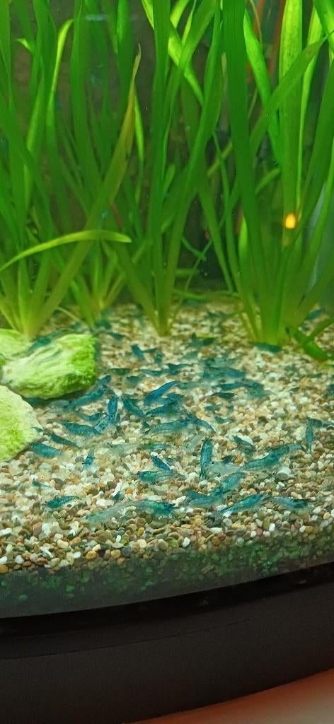 blauwe garnalen,, Dieren en Toebehoren, Vissen | Aquariumvissen, Kreeft, Krab of Garnaal, Zoetwatervis