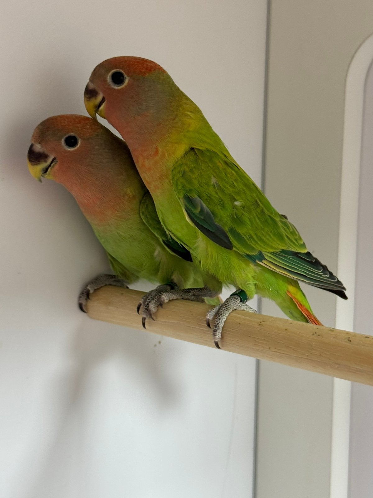 2 jonge agapornissen roseicollie dwergpapegaai, Dieren en Toebehoren, Vogels | Parkieten en Papegaaien, Geslacht onbekend, Dwergpapegaai of Agapornis