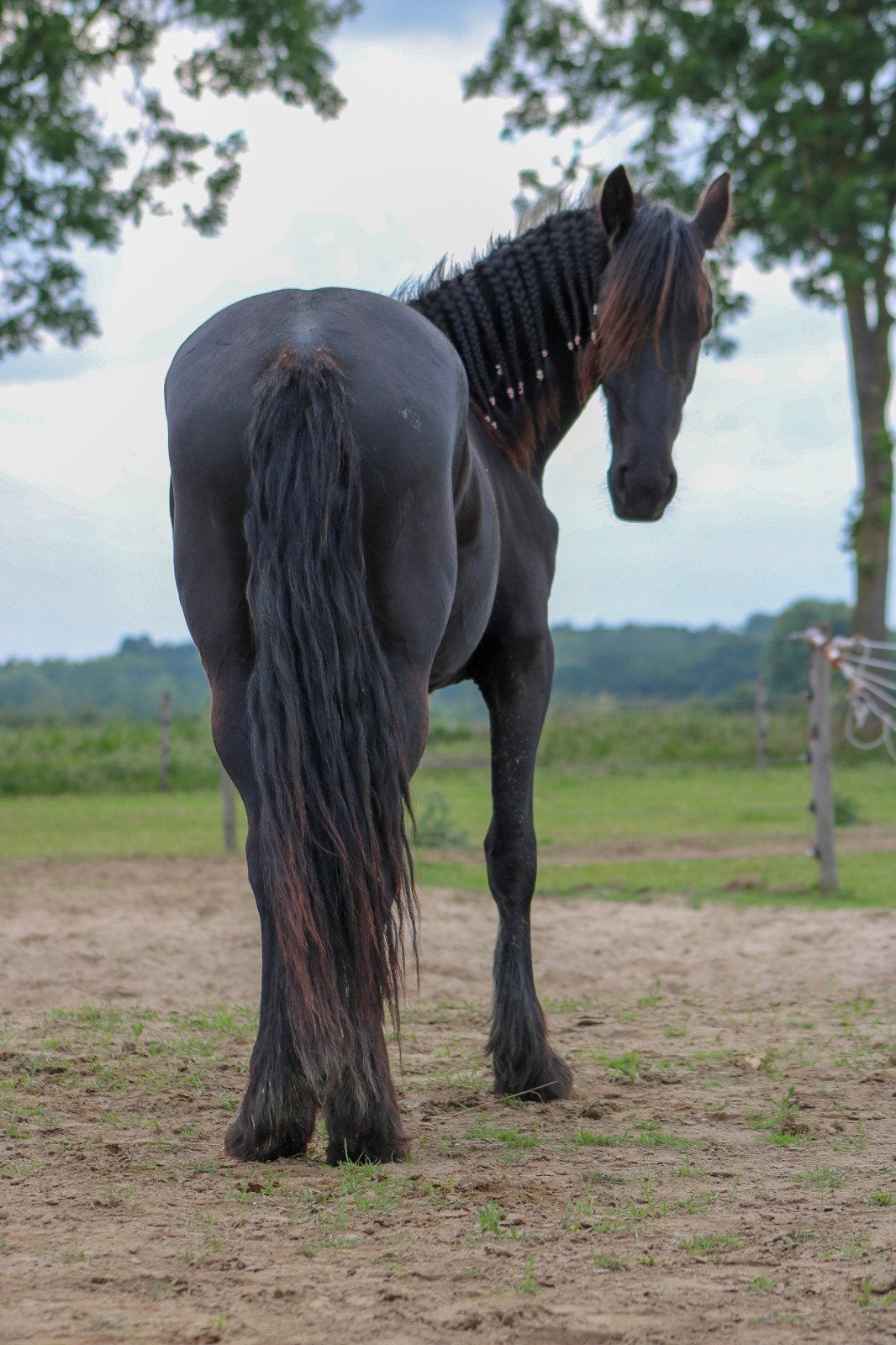 ✨Unieke kans Fries ️♀️ Norbert x Elias ✨, Ophalen