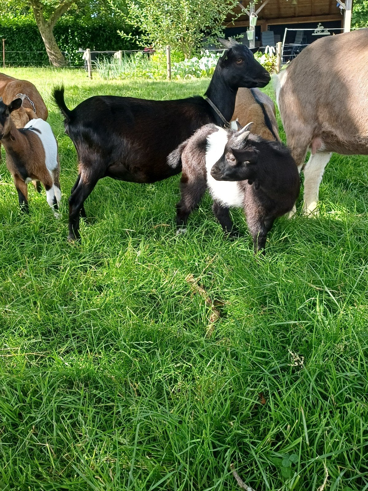 Dwerggeit met lammetje, Dieren en Toebehoren, Meerdere dieren, Geit