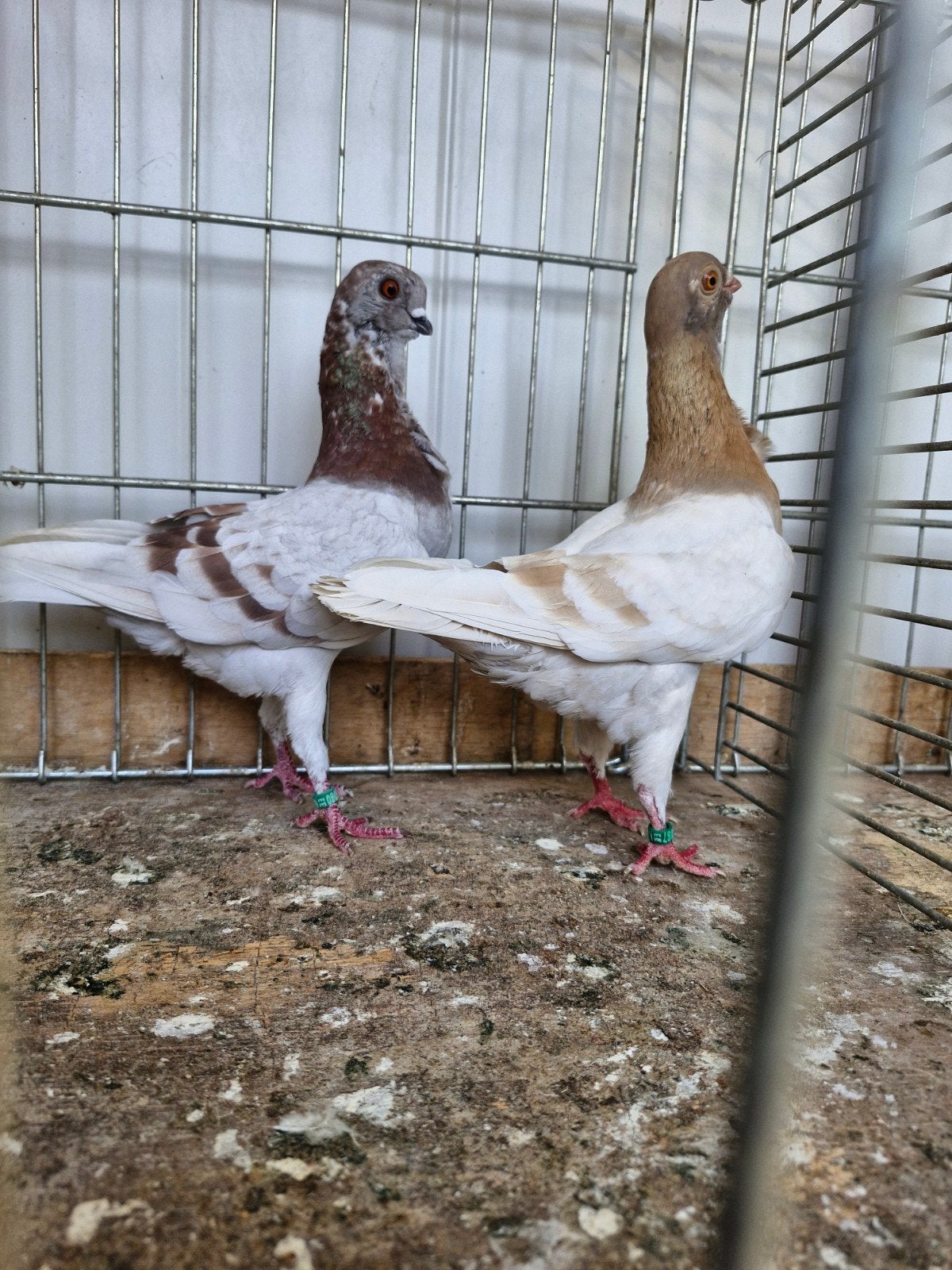 koppel italiaanse meeuwen, Dieren en Toebehoren, Vogels | Duiven, Meerdere dieren, Overige soorten