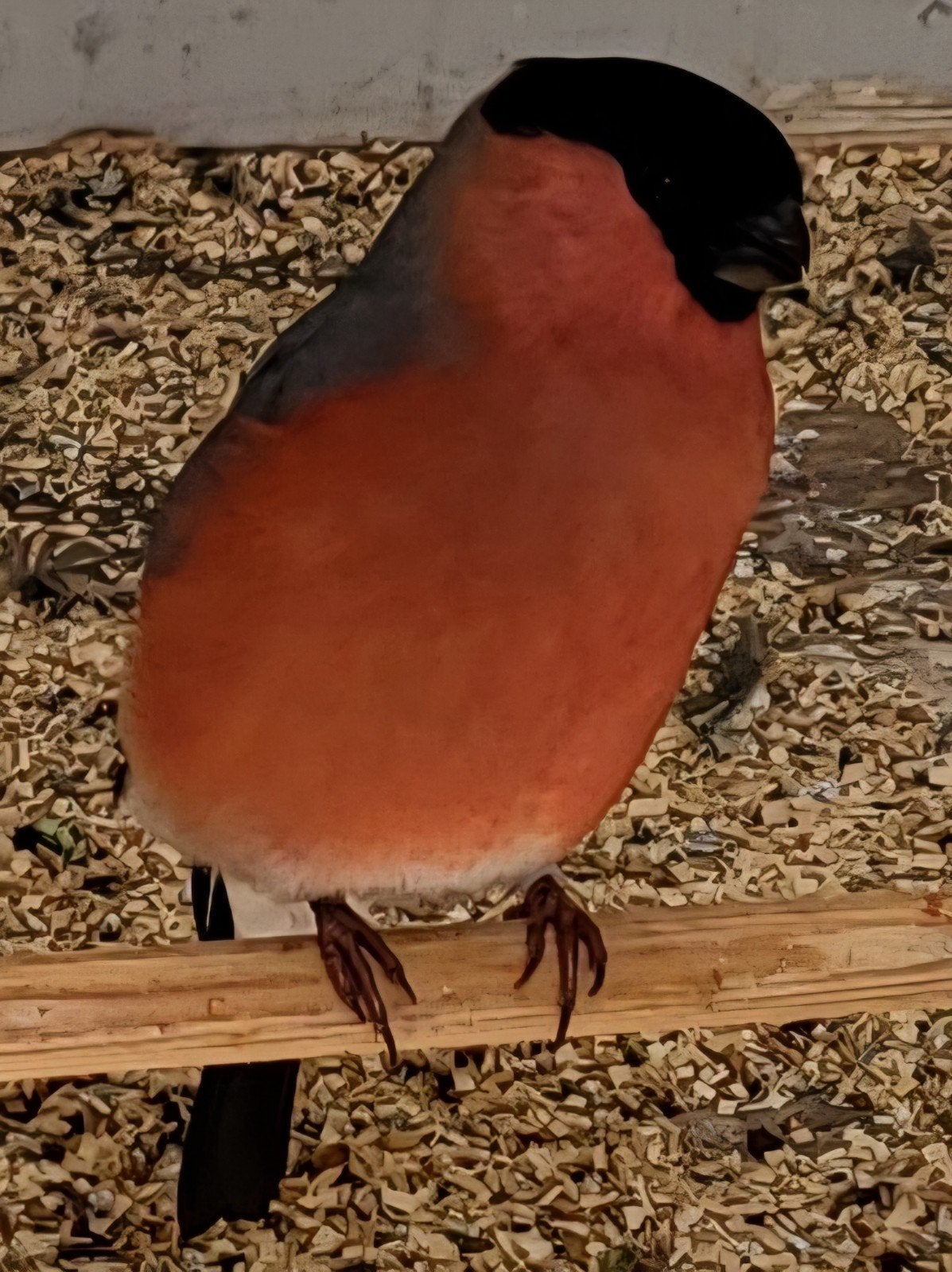 grote goudvink man kwj 2026.85 euro nog 1 stuk., Dieren en Toebehoren, Vogels | Overige Vogels, Mannelijk, Wildzangvogel, Geringd