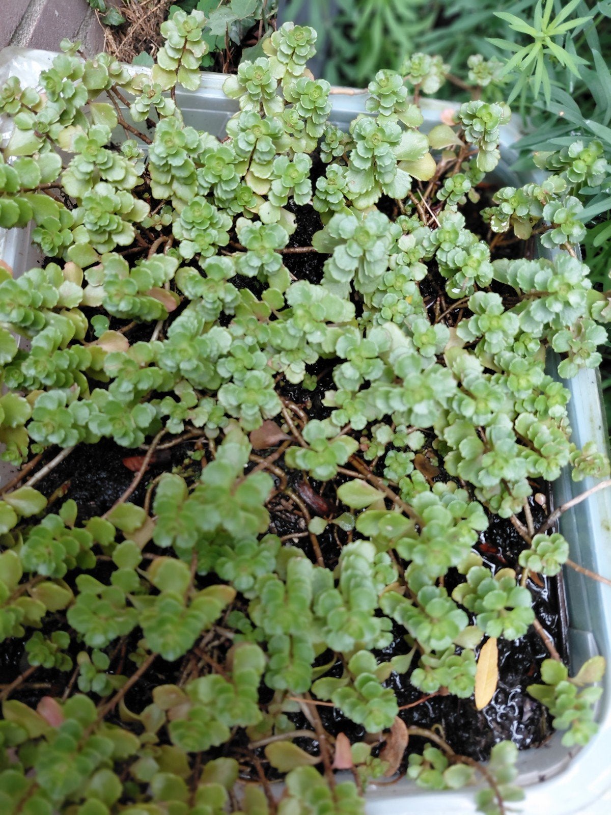 Vetplant sedum rose, Tuin en Terras, Ophalen, Bodembedekkers, Vaste plant, Halfschaduw