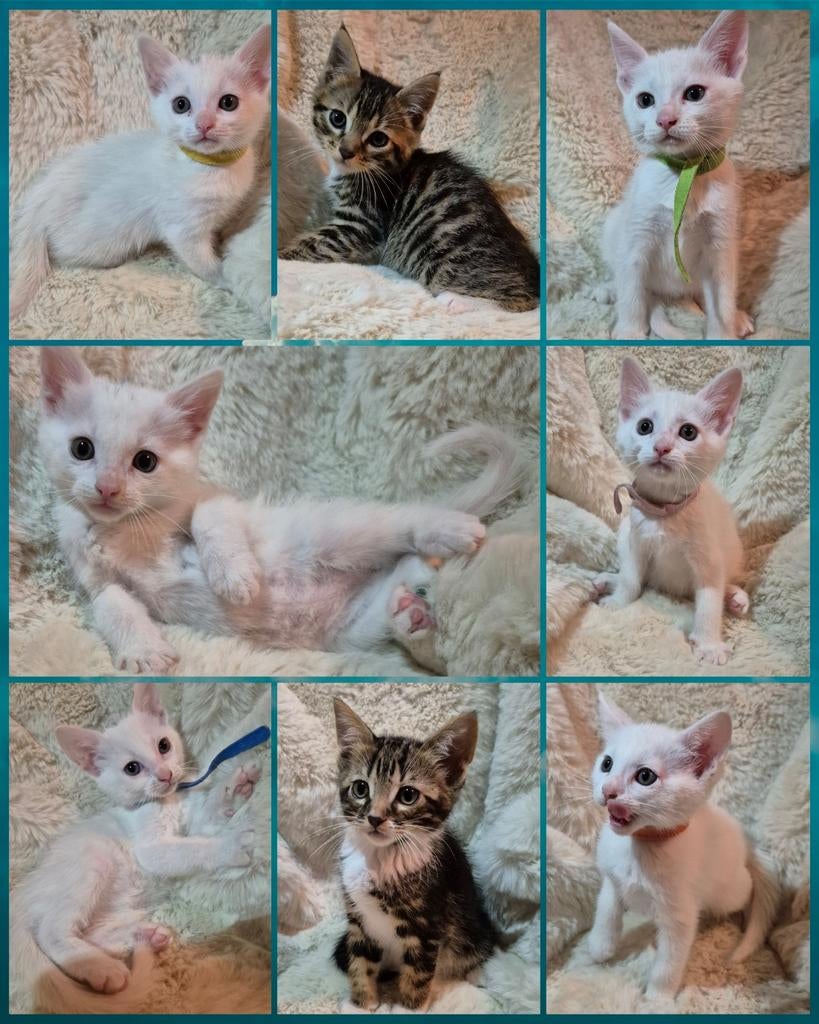 Bencoon > bengaal x maine coon, Ophalen, Nieuw