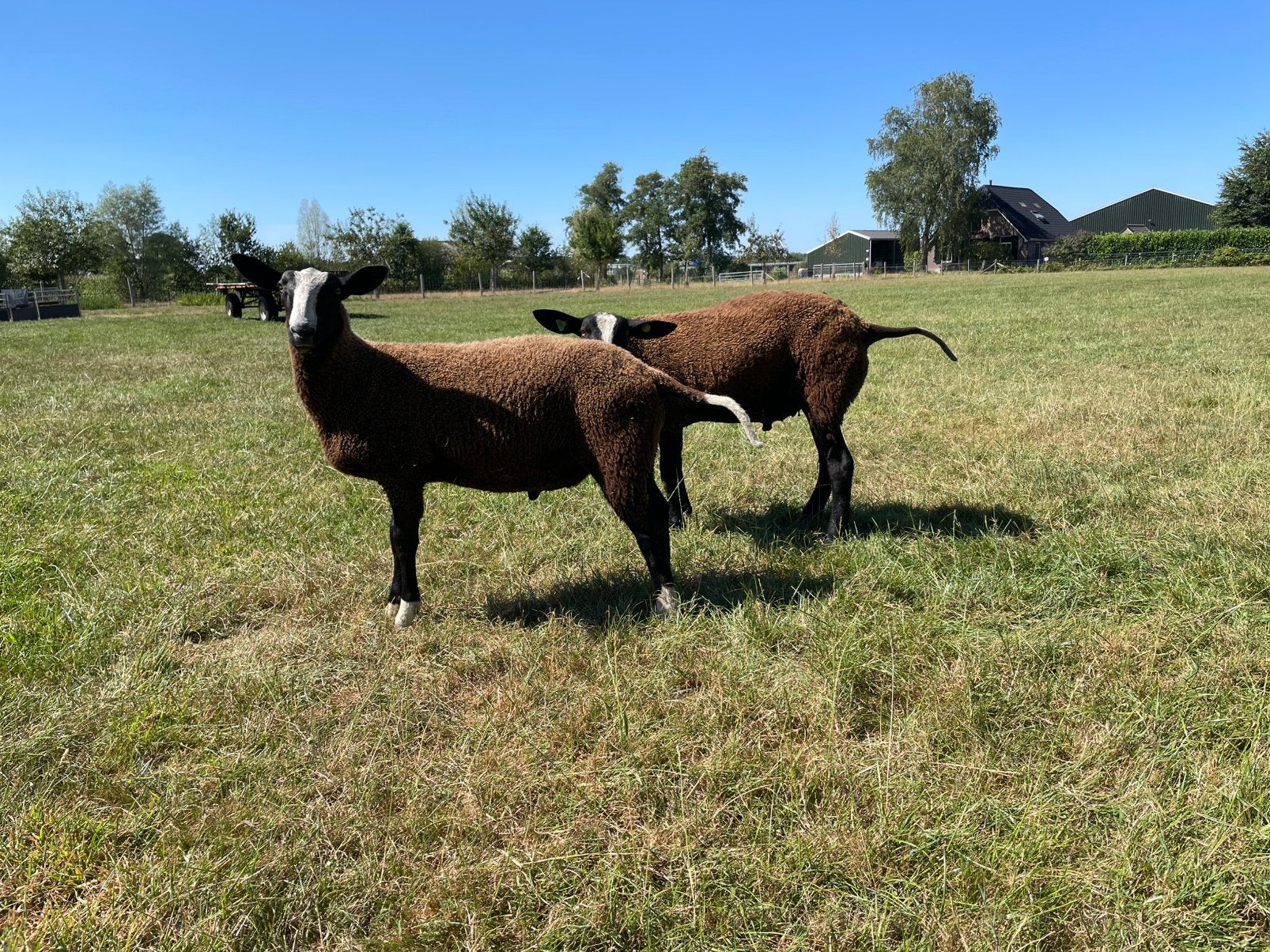 Zwartbles dekrammen zwoegervrij, Dieren en Toebehoren, Schapen, Geiten en Varkens, Mannelijk