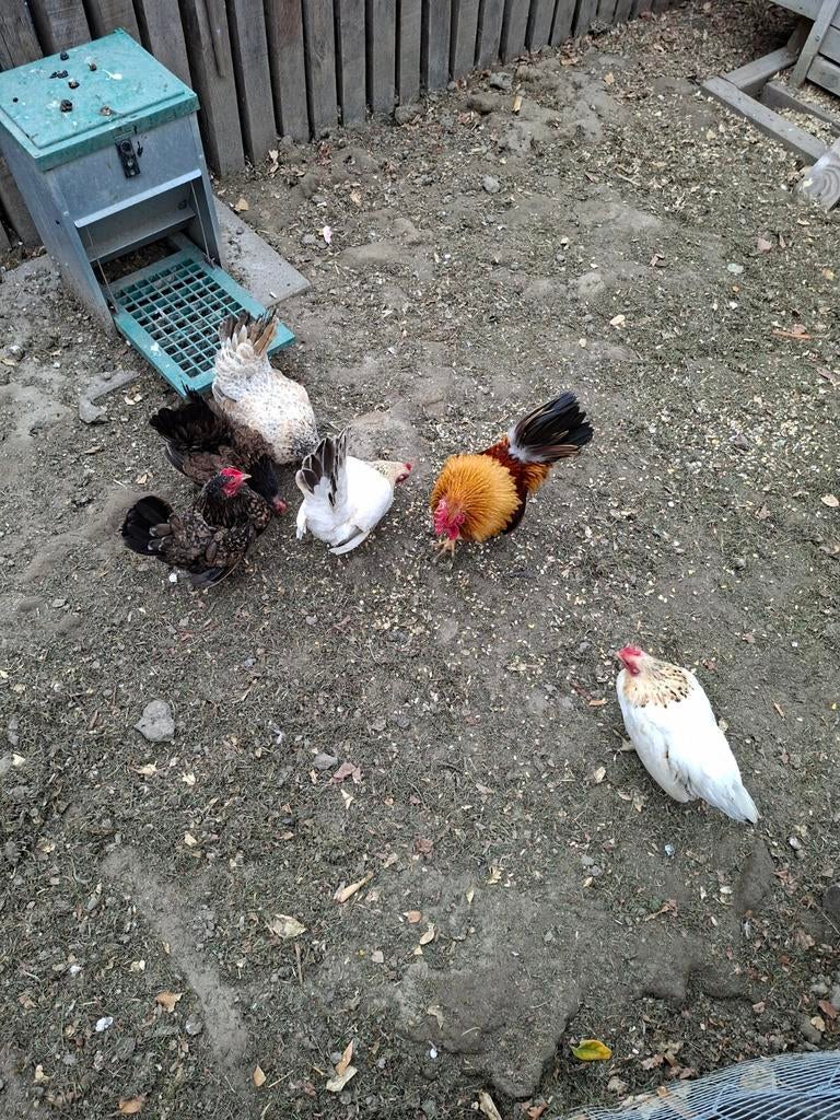 Toom sersma's, Meerdere dieren, Kip
