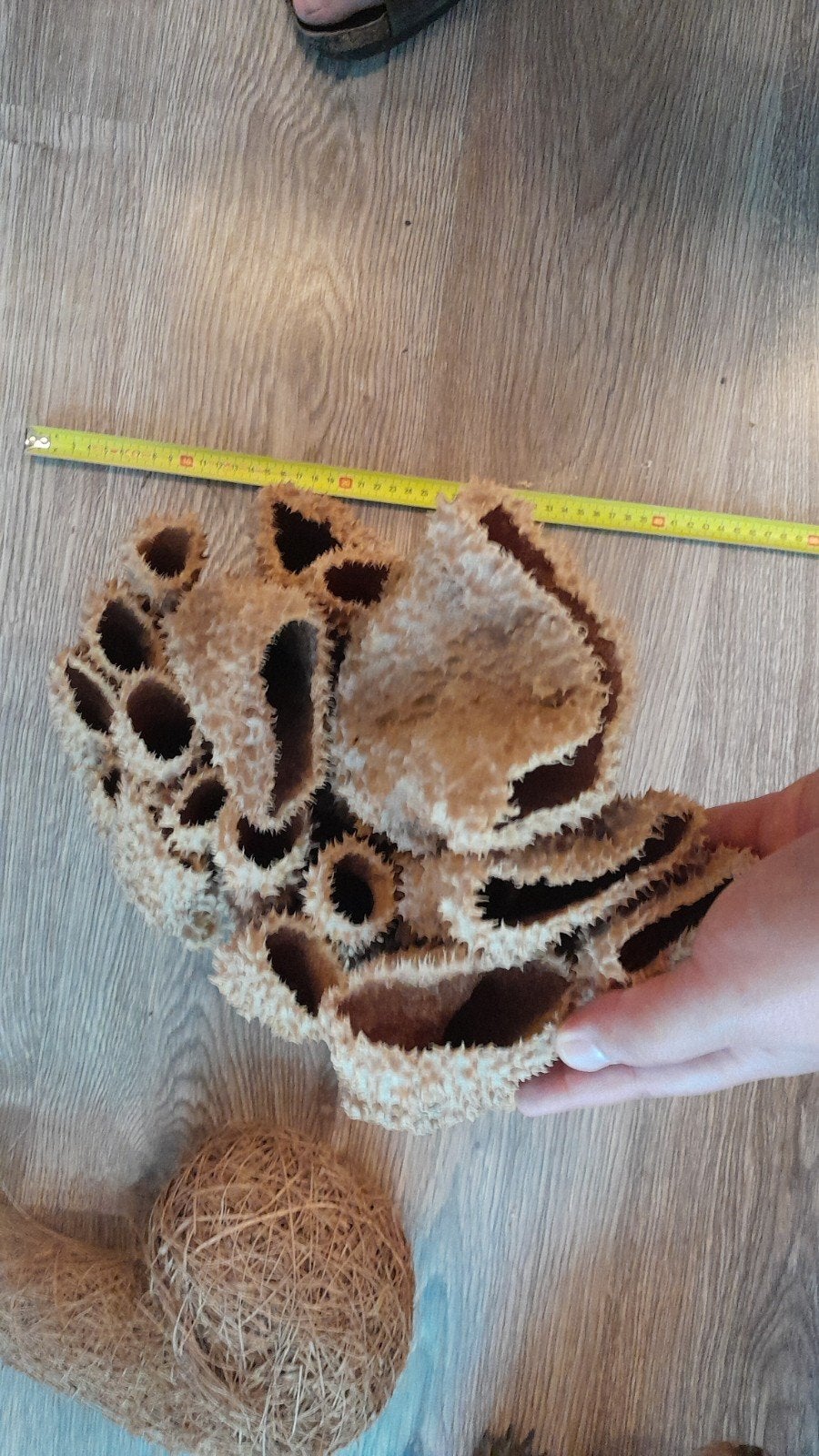 Taxidermie opgezette dieren te koop, nu voor kleine prijsjes, Ophalen of Verzenden, Nieuw