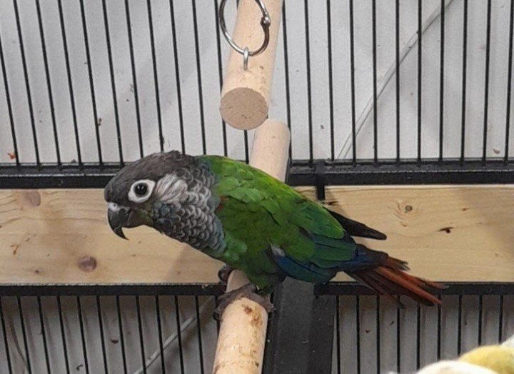 pyrrhura lepida, Dieren en Toebehoren, Vogels | Parkieten en Papegaaien, Meerdere dieren, Parkiet, Tam