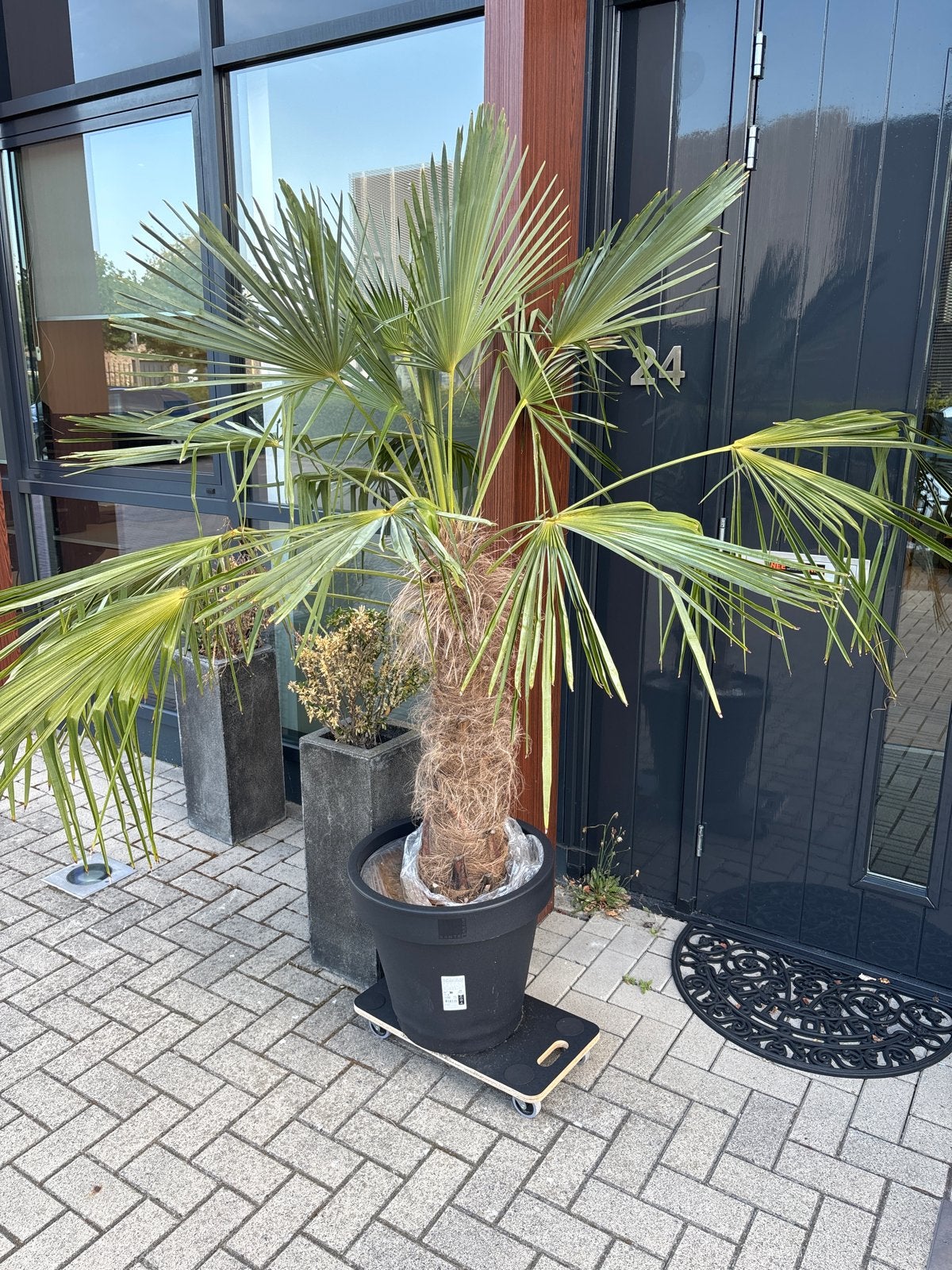 Grote palmboom in pot - Ideaal voor terras of tuin, Overige soorten, Volle zon, Vaste plant, Ophalen of Verzenden