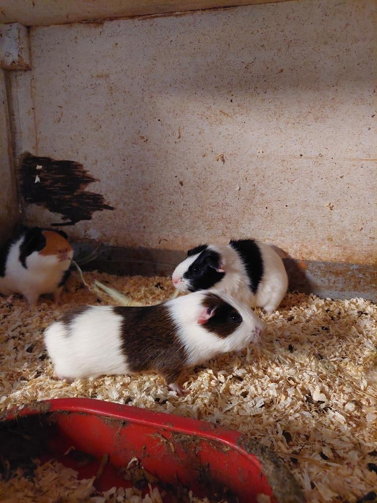 Jonge cavia's beertjes, Januari, Mannelijk, Cavia