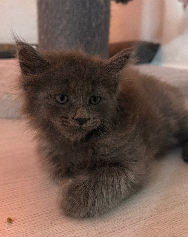 Maine Coon kittens blue, Meerdere dieren, Gechipt, 0 tot 2 jaar