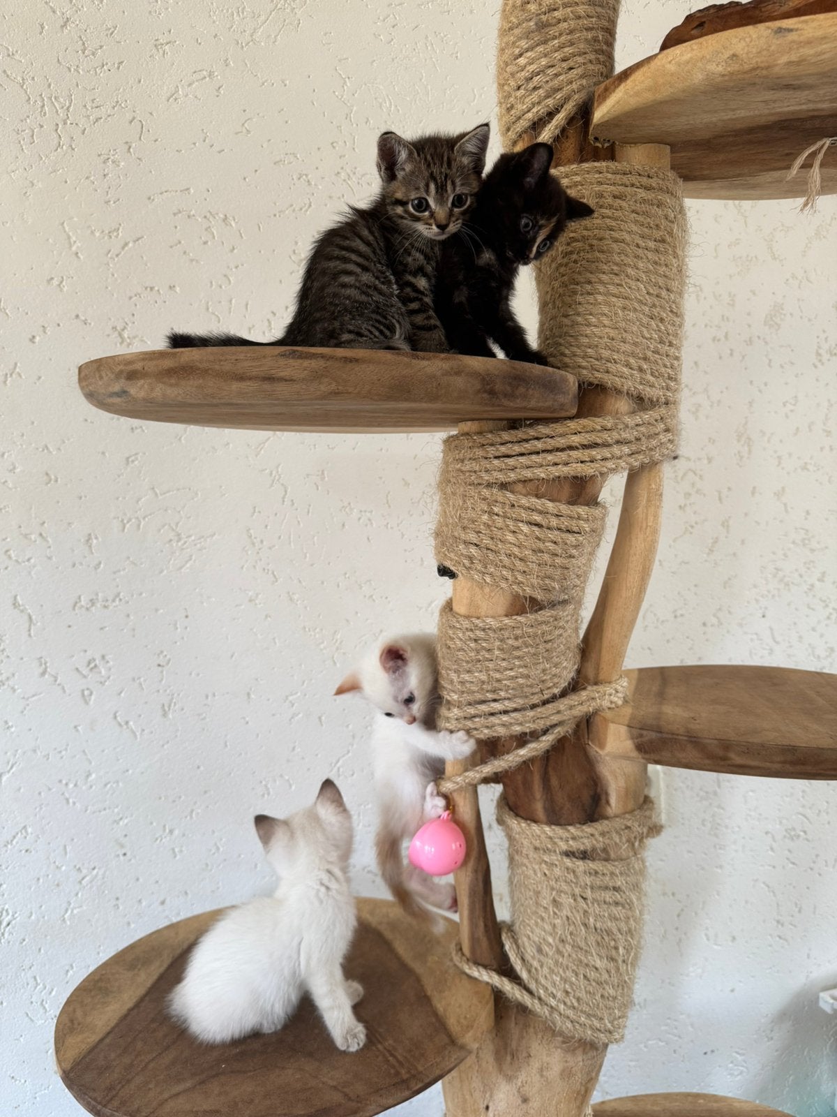 Siamese x Britse Korthaar kittens zoeken nieuw thuis na 27/7, Dieren en Toebehoren, Katten en Kittens | Raskatten | Korthaar, Meerdere dieren