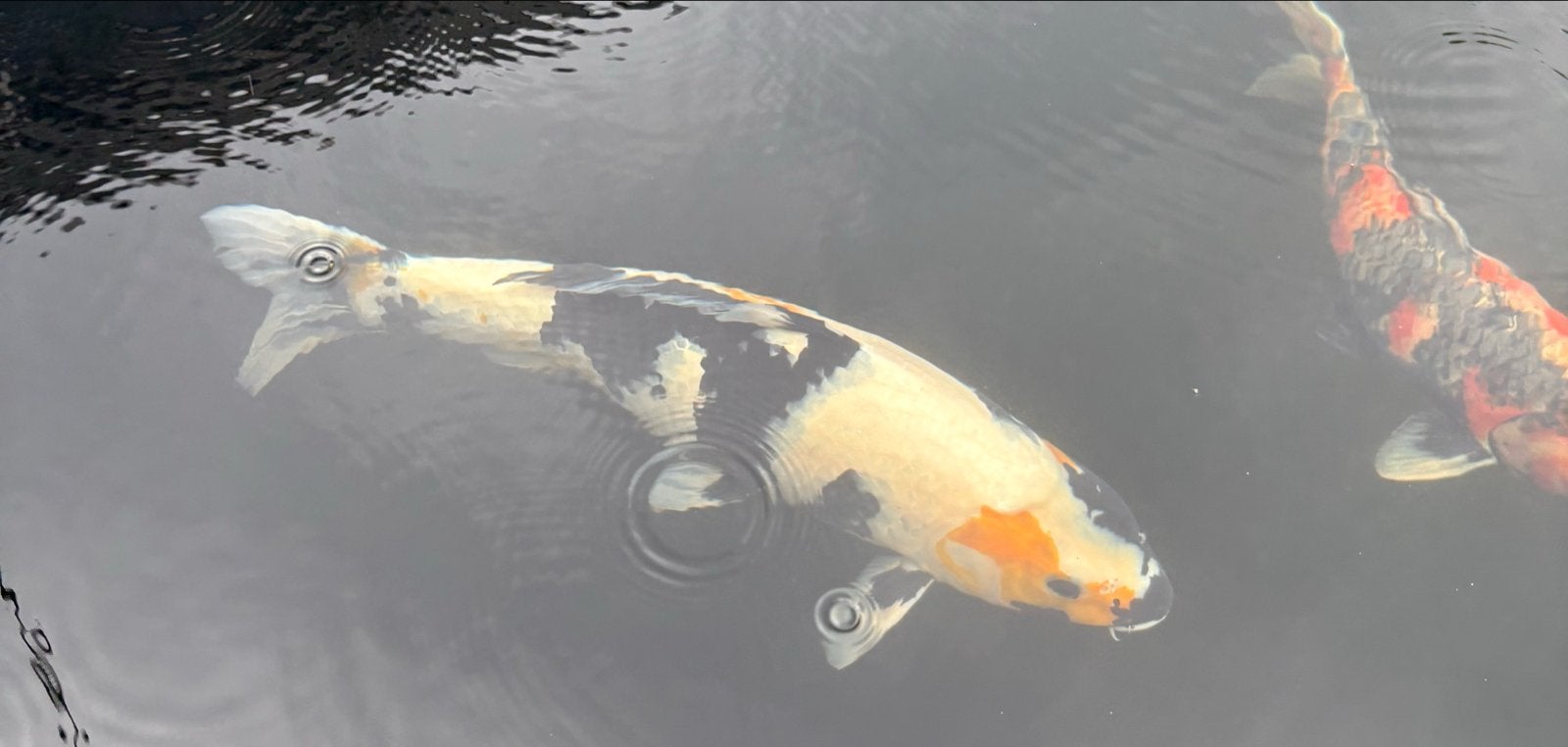 Japanse koi, shiro utsuri. 50-55 cm, Vis