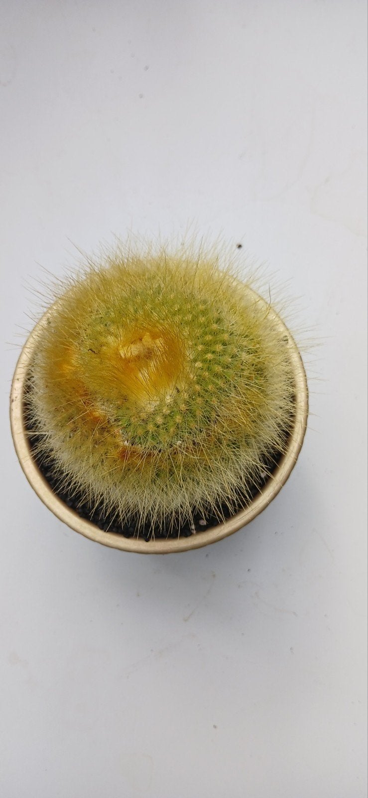Parodia Chrysacanthion - Bijna in bloei!, Huis en Inrichting, Kamerplanten, Ophalen of Verzenden, Cactus, Volle zon, Minder dan 100 cm