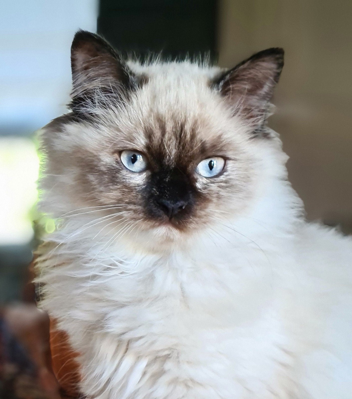 prachtig poesje kruising Pers X Neva Masquerade, Poes, Ontwormd, 0 tot 2 jaar