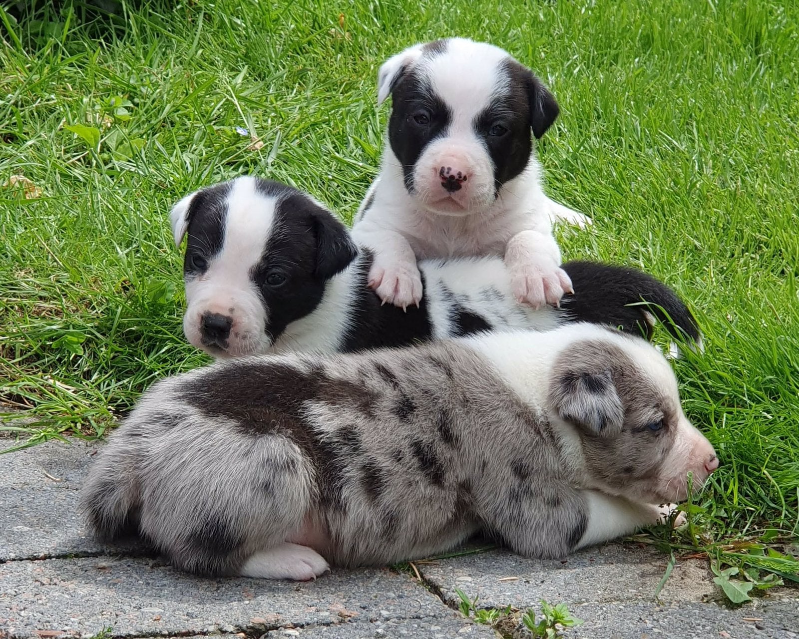 Border Collie x Amerikaanse Bulldog pups, Parvo, 8 tot 15 weken, Collie, Meerdere