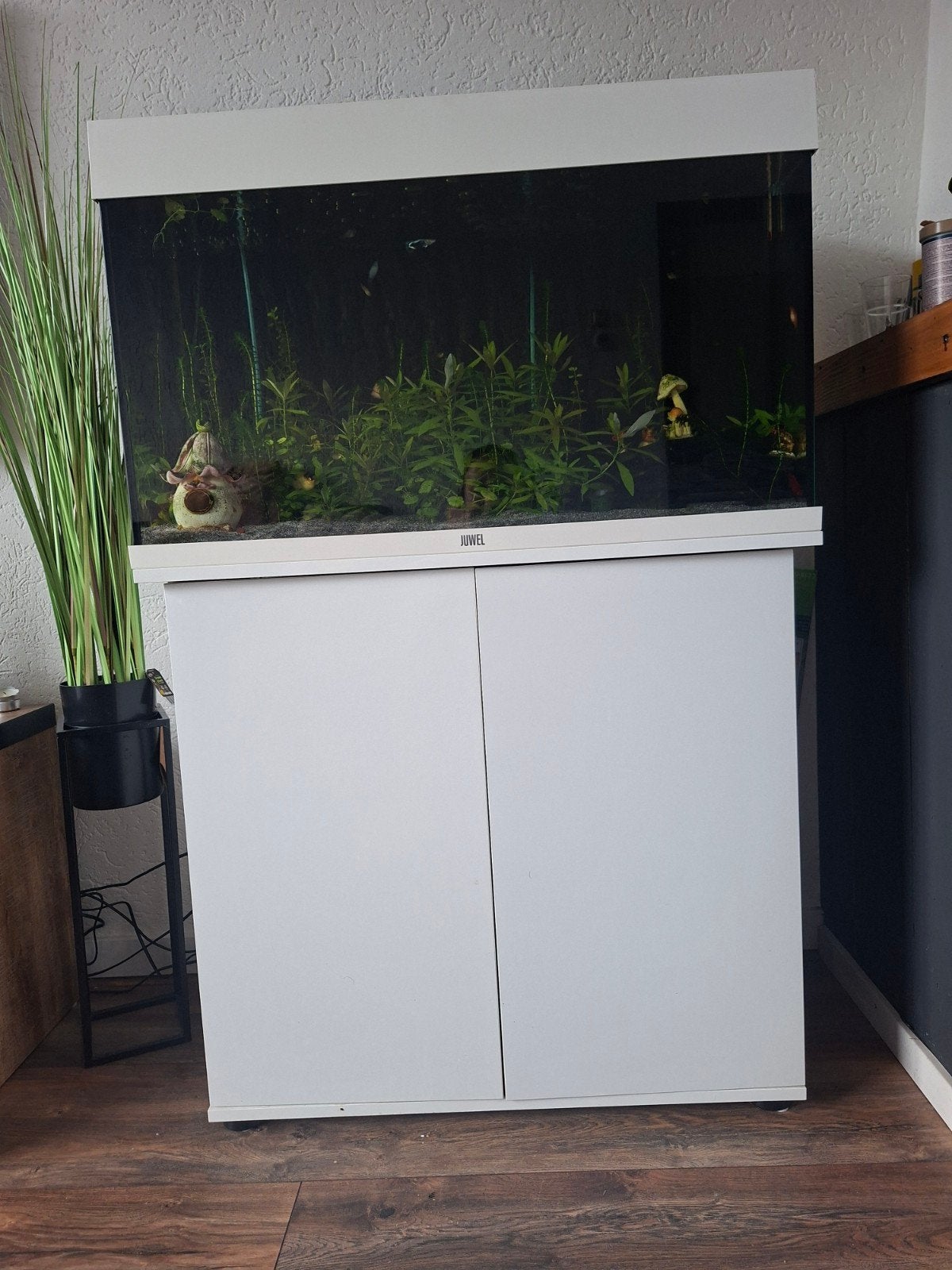 Compleet juwel aquarium, Ophalen of Verzenden, Zo goed als nieuw, Gevuld zoetwateraquarium